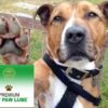 Dog Chew Toy- Bone Shape TPR Rubber Chew Toy Good for Run & Pick up Games/Training/Keeping Pet Fit - Image 4