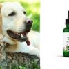 Hemp Oil for Dogs & Cats -100% Organic Pet Hemp Seed Oil Supplement - Anxiety Relief for Dogs & Cats - Supports Hip & Joint Health Bundled Free Pet Interactive Toy 2oz/60ml XL - Image 3
